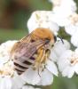 Colletes similis